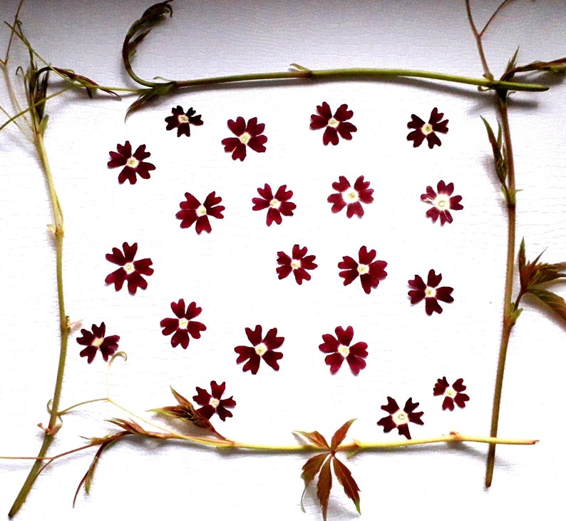 dried verbena 20 pcs verbena flowers Pressed verbena