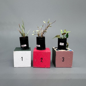 Half dead plant 1:12 scale