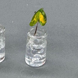 May include: A small, clear glass jar filled with water, holding a single leaf. The leaf is heart-shaped, with green and yellow coloring. The jar is on a gray surface.