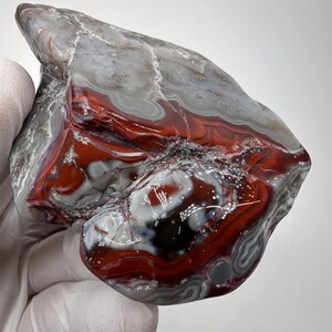 RARE Large Tumbled Kentucky Agate Palm Stone from Estill County, Kentucky