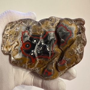 RARE Large Tumbled Kentucky Agate Palm Stone from Estill County, Kentucky