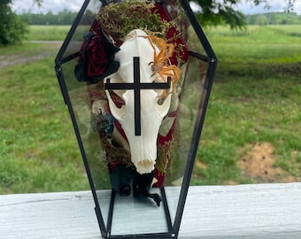 Real Fox Skull and Huntsman Spider Specimens, Glass Coffin Terrarium