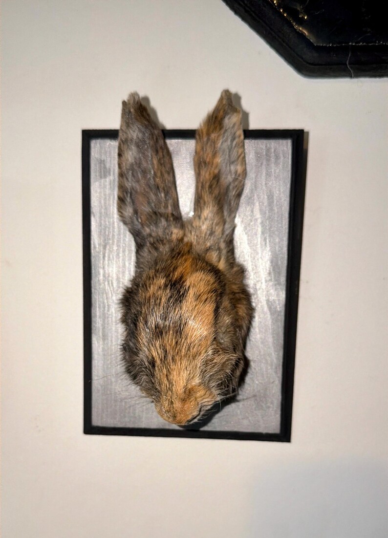 Mummified Rabbit Mounted Mummified Bunny Head on Wood Plaque | Gothic Curiosity | Oddity ...