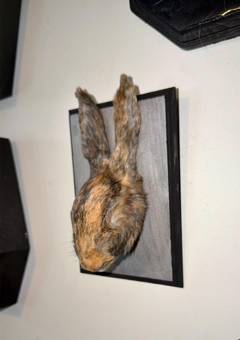 Mummified Rabbit Mounted Mummified Bunny Head on Wood Plaque | Gothic Curiosity | Oddity ...