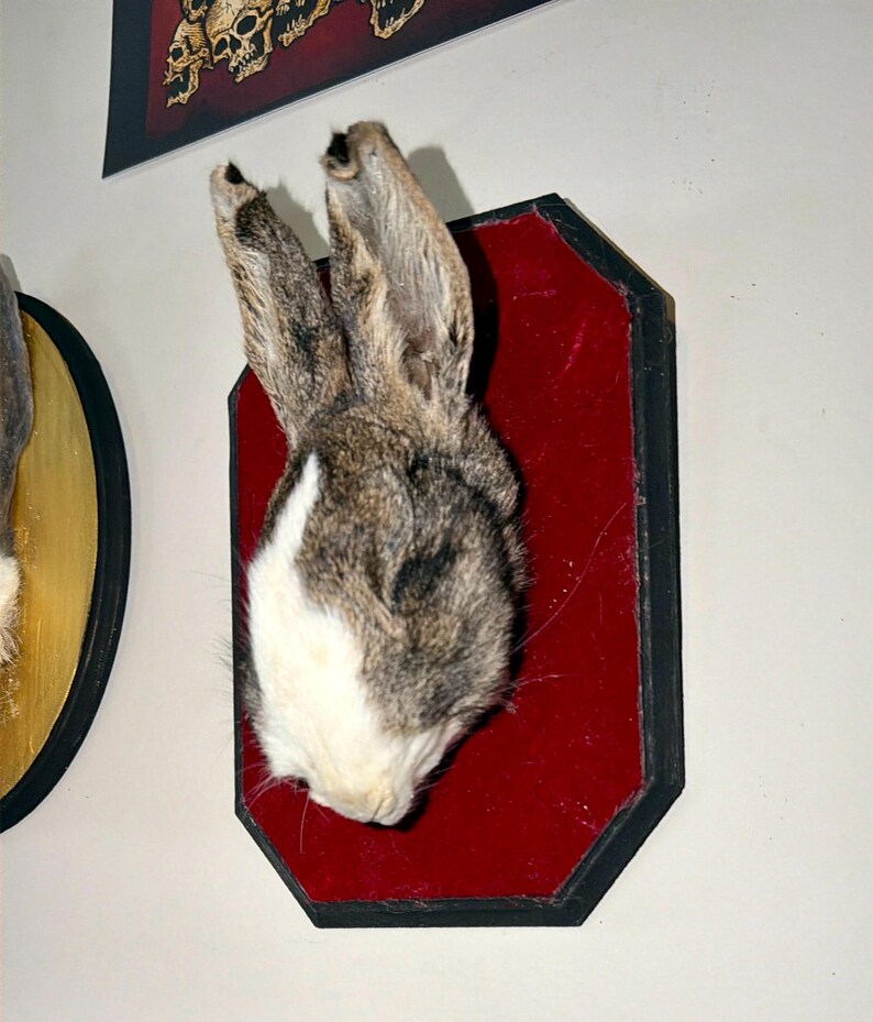 Mummified Rabbit Mounted Mummified Bunny Head on Wood Plaque | Gothic Curiosity | Oddity ...