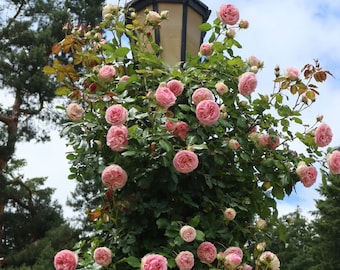 Roses: A Photographic Greeting Card by Andrew