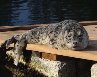 Seal: A Photographic Greeting Card by Andrew