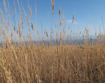 San Juan Grasses: A Photographic Greeting Card by Andrew