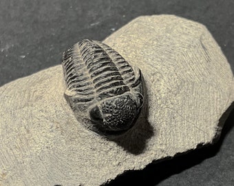 UN TRILOBITE - Raro fossile di trilobite Gerastos Granulosus - 2,5 cm (0,98 pollici) - 400 milioni di anni - Marocco. Regalo perfetto.