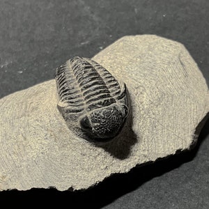 ONE TRILOBITE - Rare Gerastos Granulosus Trilobite Fossil - 2.5 cm (0.98 inches) - 400 Million Years Old - Morocco. Perfect gift.