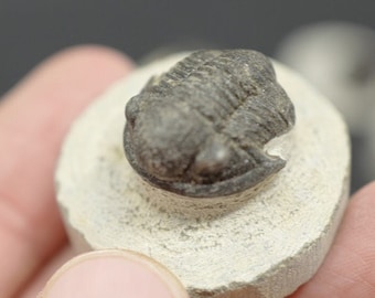 ONE TRILOBITE FOSSIL - Rare Gerastos Granulosus Fossil in Matrix - 1.5 cm (0.59 inches) - 400 Million Years Old - Morocco. Perfect gift.