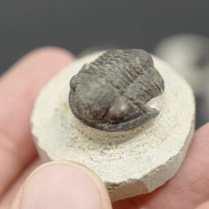 ONE TRILOBITE FOSSIL - Rare Gerastos Granulosus Fossil in Matrix - 1.5 cm (0.59 inches) - 400 Million Years Old - Morocco. Perfect gift.