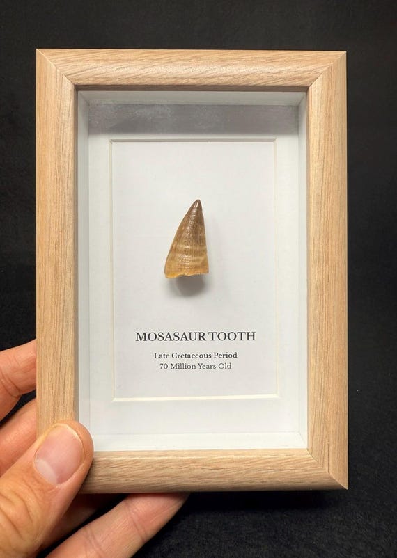 7000万年前のモササウルスの歯：深い箱に入った本物の化石 - Etsy 日本