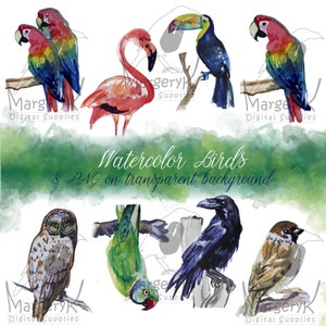 Watercolor birds clipart, Birds PNG