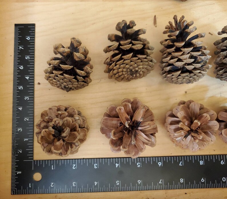 Wreath Craft Supplies Floral Crafts Perfect for Crafting All Natural Oregon Pinecones 50 Medium Ponderosa Pine Cones