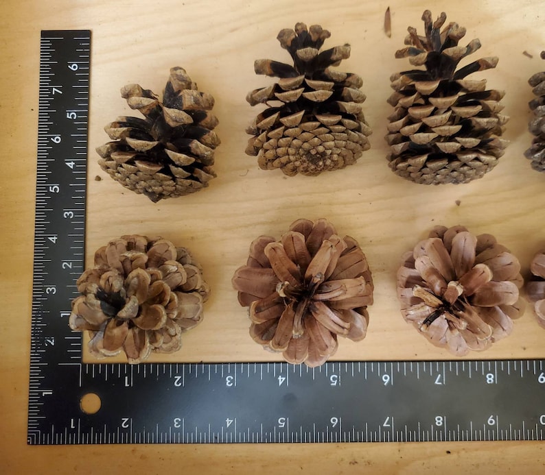 Wreath Craft Supplies Floral Crafts Perfect for Crafting All Natural Oregon Pinecones 50 Medium Ponderosa Pine Cones