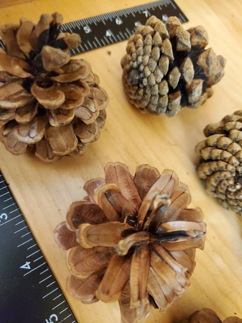 Wreath Craft Supplies Floral Crafts Perfect for Crafting All Natural Oregon Pinecones 50 Medium Ponderosa Pine Cones