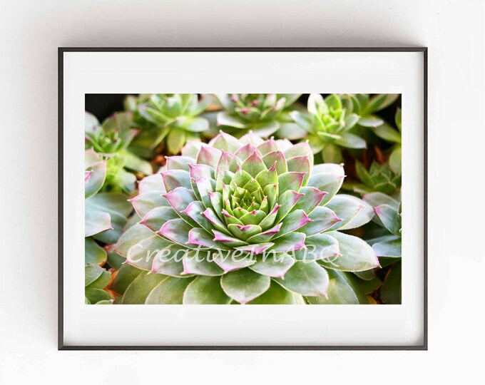 Sempervivum Red INSTANT DIGITAL DOWNLOAD Downloads Hens And Chicks Sempervivum Red INSTANT DIGITAL DOWNLOAD Downloads Hens And Chicks