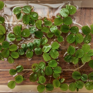 May include: A close-up of floating aquatic plants with round, textured green leaves. The plants are in a clear container with water, and the background is a wooden surface. Water droplets are visible on the leaves.