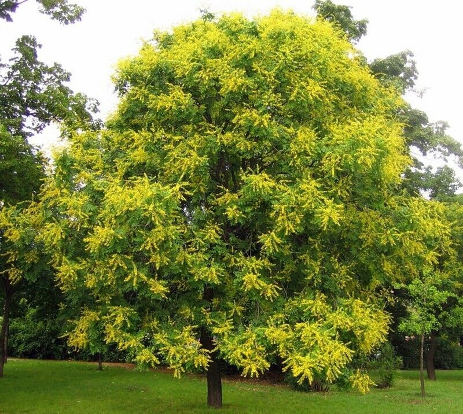 Golden Rain Tree Koelreuteria Paniculata Pride of India 15 Seeds UK ...