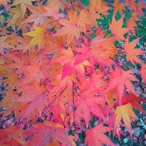 May include: A close-up of a Japanese maple tree with vibrant red and orange leaves. The leaves are arranged in a cluster, creating a beautiful autumnal display.