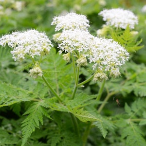Sweet Cicely 15 Seeds Beautiful Hardy Perennial Edible Herb Wildflower UK Grown Fresh 2024 Seed