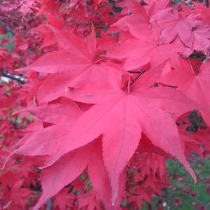 May include: Close-up of a Japanese maple tree with vibrant red leaves. The leaves are arranged in a cluster, showcasing the intricate details of their shape and veins.