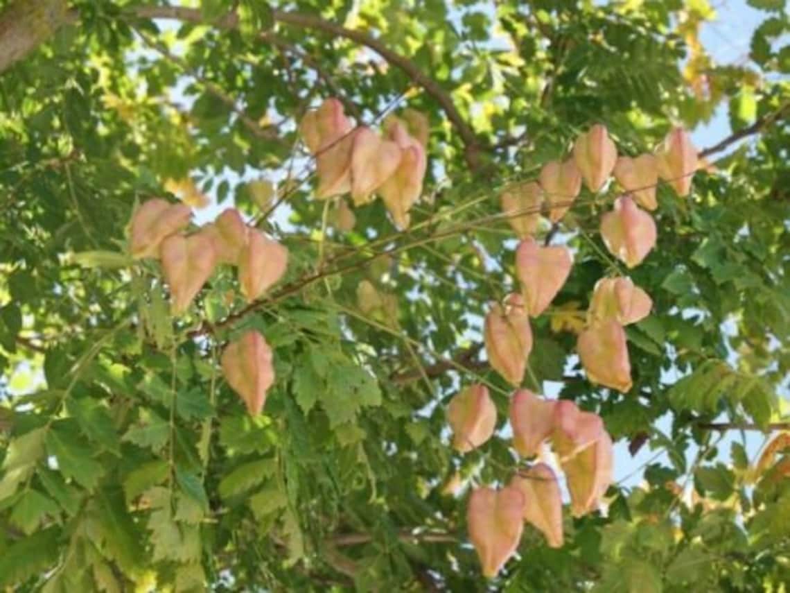 Golden Rain Tree Koelreuteria paniculata Pride of India 15 Etsy