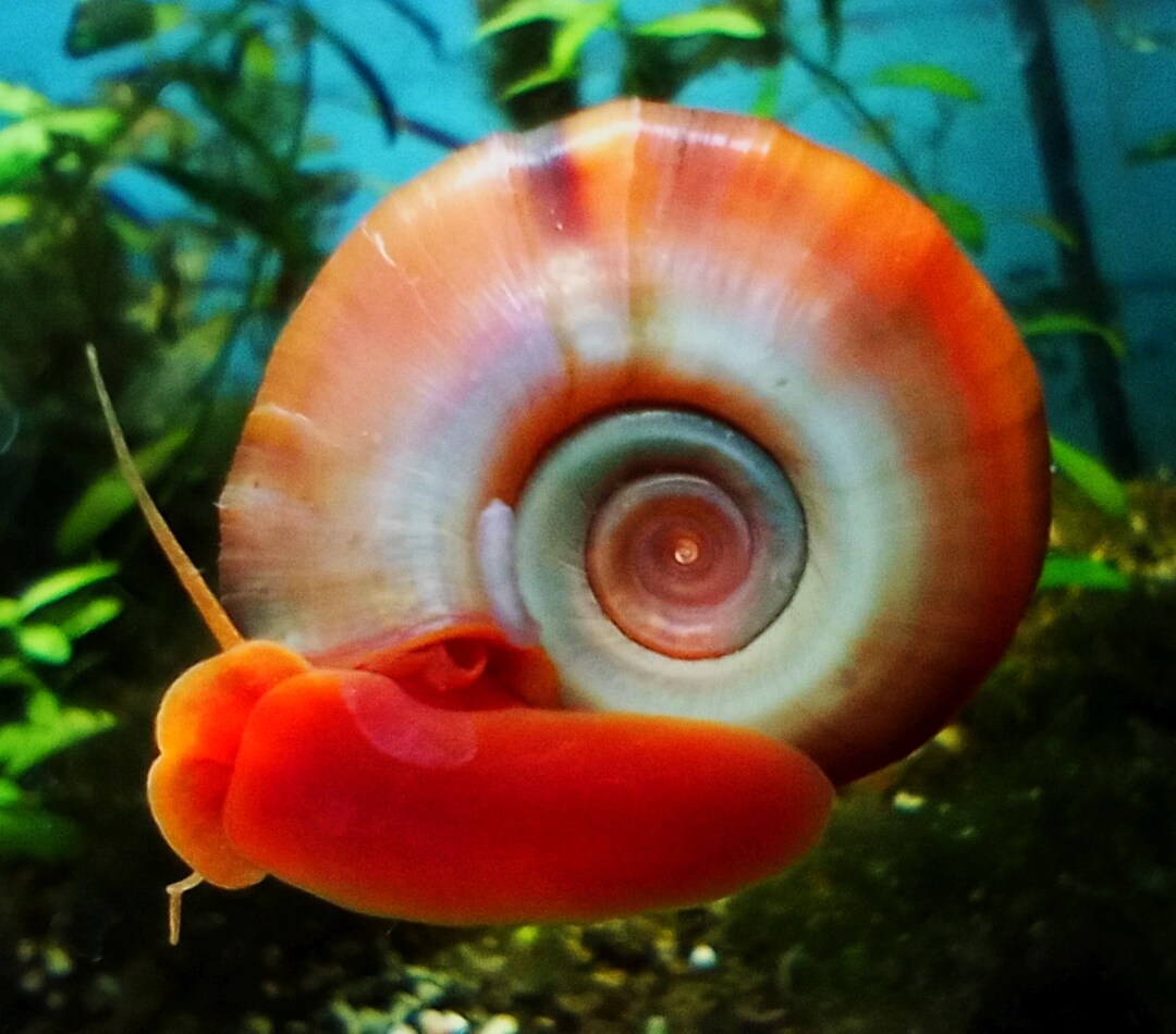 5 Pink Ramshorn Aquarium Snails Beautiful Algae Eater Easy to Care for