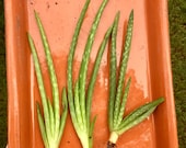 Aloe Vera plant, medicinal plants, aloe pups