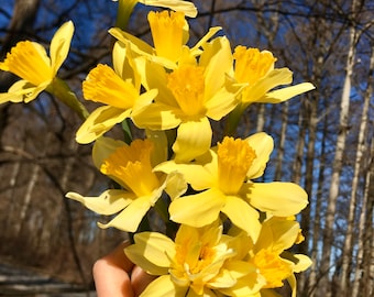 Old Fashioned Yellow Daffodil Bulbs: Mississippi Grown