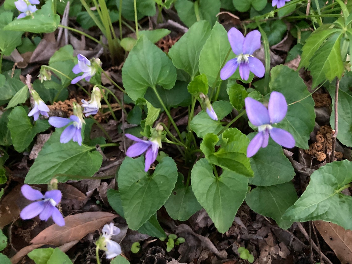 Wild Blue Violets Viola Sororia Wood Violets Lesbian Etsy