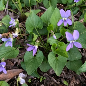 Wild blue violets, viola sororia, wood violets, lesbian flower, woolly blue violet, hooded violet, purple meadow violet, spring wildflowers