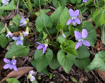 Wild Blue Violet Rhizomes: Viola Sororia Bare Root - 10 Count