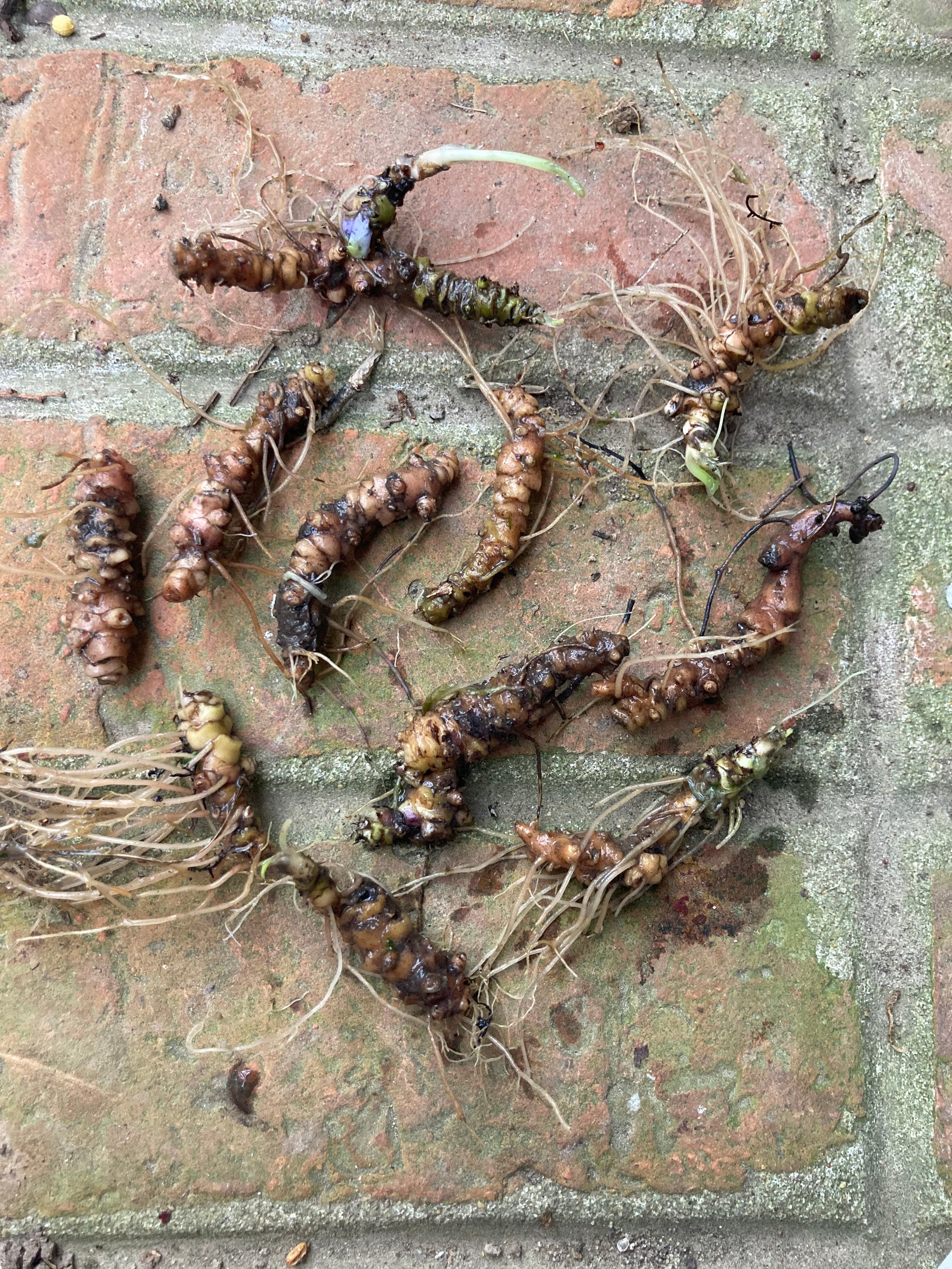 Wild Blue Violet Rhizomes: Viola Sororia Bare Root - 10 Count - Etsy