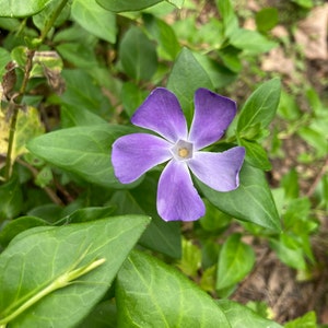 May include: A single purple flower with five petals and a yellow center blooms among green leaves.