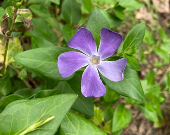 Vinca major, periwinkle ground cover