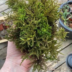 May include: A close-up of a clump of green and brown moss. The moss has a dense, textured appearance with small, needle-like leaves. The color ranges from bright green to a darker, earthy brown.