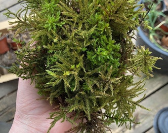 Live American Tree Moss: Organic Climacium Dendroides for Terrariums