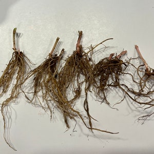 May include: Close-up of six bare root plants with brown roots and thin stems. The plants are arranged in a row on a white surface.