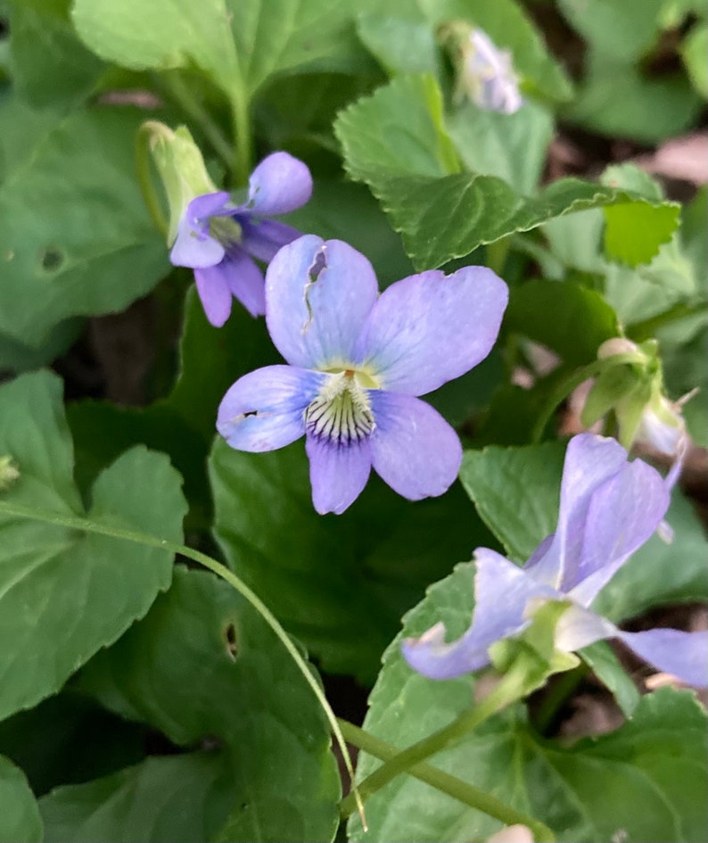 Wild Blue Violet Rhizomes Viola Sororia Wood Violets | Etsy
