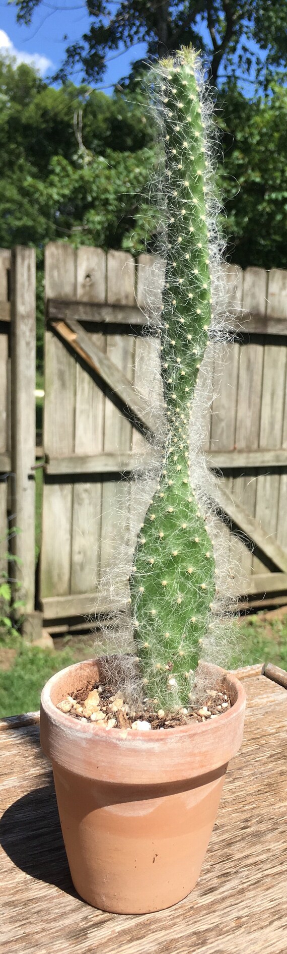 Prickly pear snow cactus snow opuntia fuzzy opuntia cactus Etsy