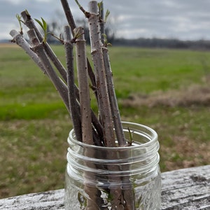 Sambucus canadensis cuttings, Elderberry cuttings sambucus canadensis, common Black American Elderberry, elderberry starts