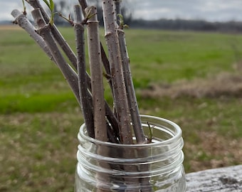 May include: A glass jar filled with several bare branches with small green buds. The branches are in a clear glass jar with a textured surface. The jar is sitting on a weathered wooden surface.