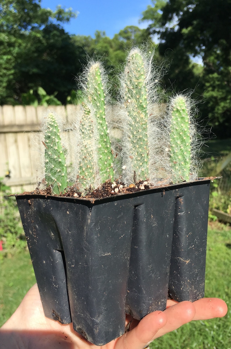 Prickly pear snow cactus snow opuntia fuzzy opuntia cactus ...