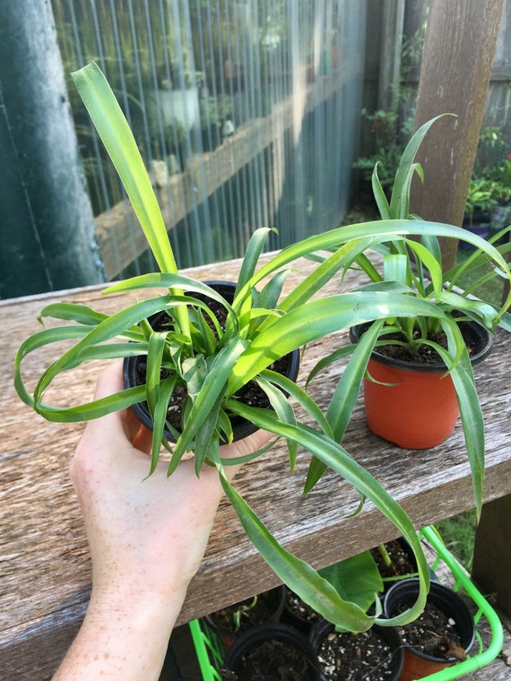 Green Spider Plant Solid Green Airplane Plant Hanging Plant Etsy