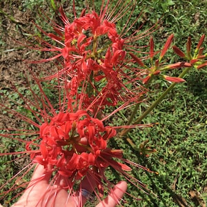 Red spider lilies, Lycoris radiata, hurricane lily, naked lady, red magic lily, equinox flower, resurrection lily