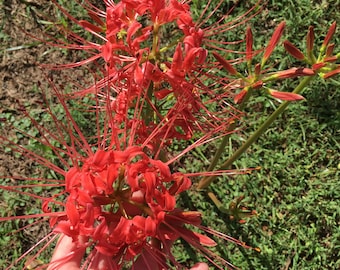 Red spider lilies, Lycoris radiata, hurricane lily, naked lady, red magic lily, equinox flower, resurrection lily