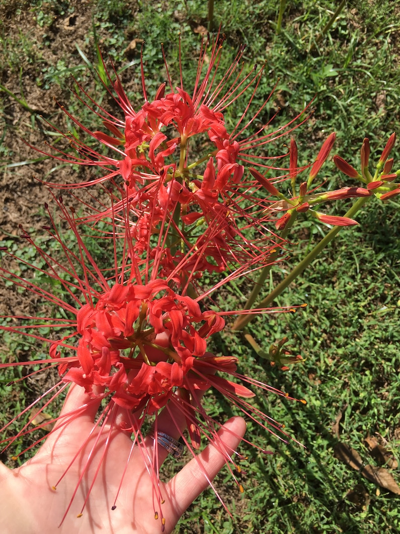 May include: A cluster of bright red spider lily flowers with long, thin petals and a hand reaching up to touch them.