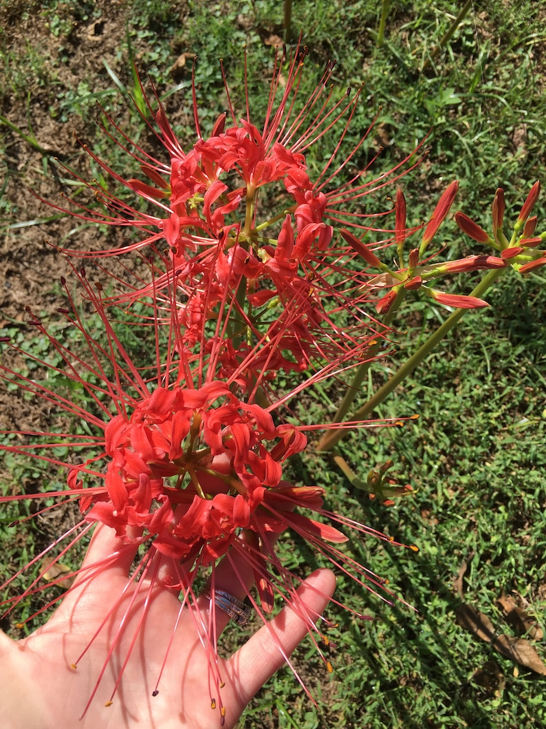 Red spider lilies, Lycoris radiata, hurricane lily, naked lady, red magic lily, equinox flower, resurrection lily image 1